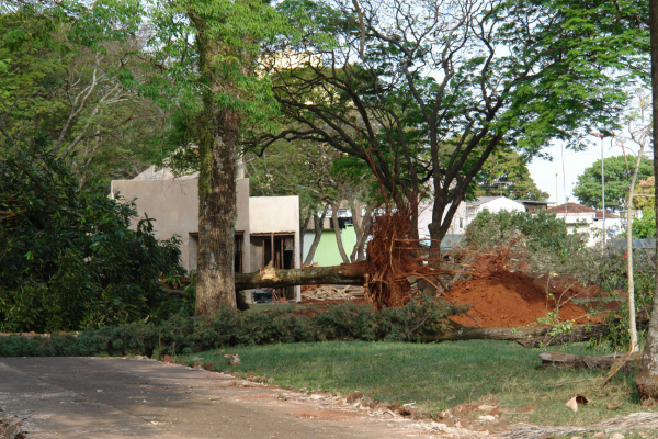 Revitalização da praça central tem aval de projetos arquitetônicos e ambientais Jucélia esclareceu ainda que nenhuma das árvores retiradas da praça era nativa.