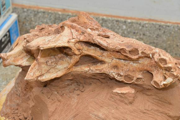 Pesquisadores da Universidade de Brasília já começaram a preparar e estudar o fóssil do titanossauro - Valter Campanato/Agência Brasil