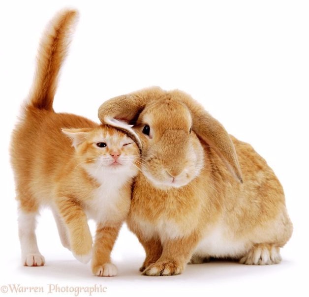 Fotógrafo faz ensaio lindo de animais com a mesma cor de pelo (Reprodução/Warren Photographic)