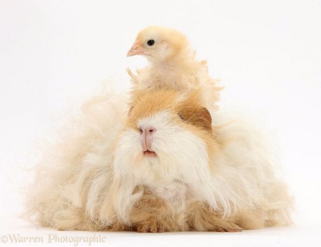 Fotógrafo faz ensaio lindo de animais com a mesma cor de pelo (Reprodução/Warren Photographic)