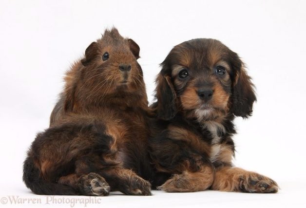 Fotógrafo faz ensaio lindo de animais com a mesma cor de pelo (Reprodução/Warren Photographic)