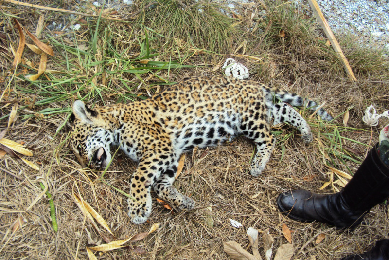 PMA recolhe filhote de onça-pintada morta por atropelamento na BR 262