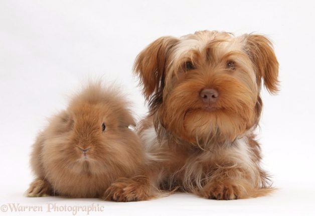 Fotógrafo faz ensaio lindo de animais com a mesma cor de pelo (Reprodução/Warren Photographic)