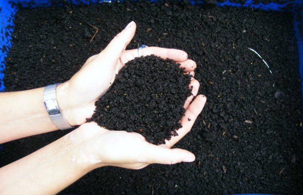 Com adubação correta, floricultor aumenta sua margem de venda em 30% Com adubação correta, floricultor aumenta sua margem de venda em 30%