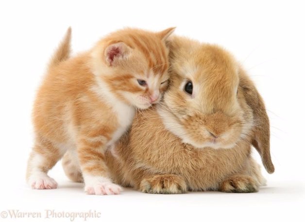 Fotógrafo faz ensaio lindo de animais com a mesma cor de pelo (Reprodução/Warren Photographic)