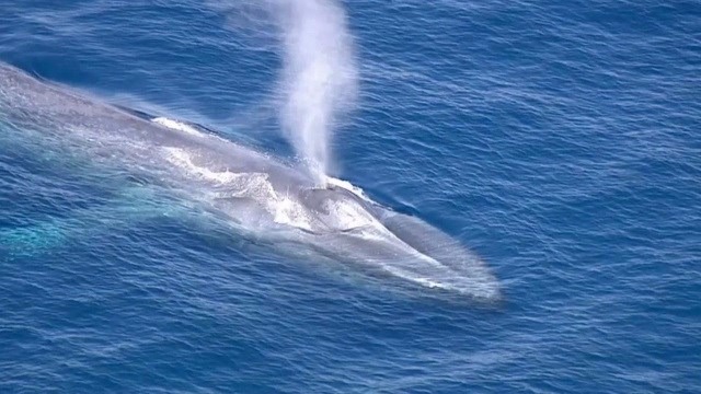 Cientistas podem ter descoberto como as baleias se tornaram tão grandes Colossos marinhos / Foto: Divulgação