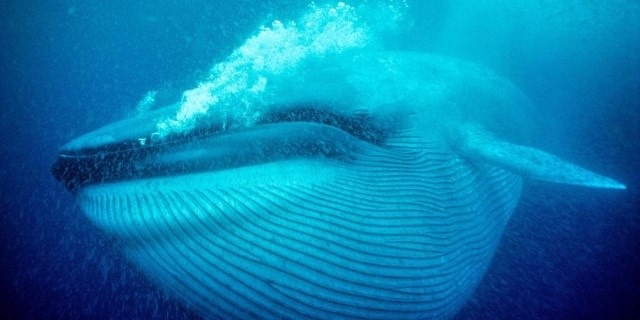 Cientistas podem ter descoberto como as baleias se tornaram tão grandes Bocão / Foto: Divulgação