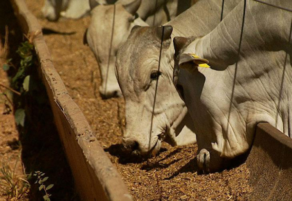 Arroba do boi gordo pode alcançar R$ 95,00 em São Paulo A expectativa é que o preço da arroba alcance os R$ 95,00 em São Paulo no curto prazo.