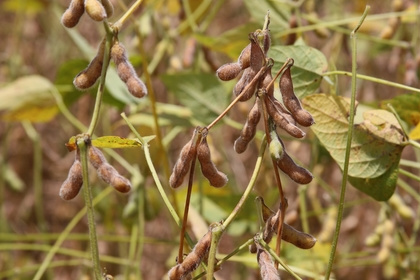 VRP da soja apresenta redução em relação aos preços de janeiro
