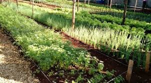 Fundo de emergência para agricultura familiar é reivindicado Vereador Humberto quer garantir a produção de hortaliças no município / Foto: Moreira Produções