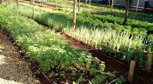 Vereador Humberto quer garantir a produção de hortaliças no município / Foto: Moreira Produções