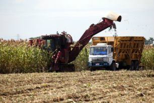 Foto: Divulgação/CanavialisPesquisas estão analisando em MS o uso do sorgo como complemento a cana para a produção de etanol