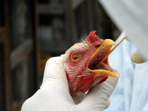 O surto de gripe aviária registrado no final de 2011 levou ao abate de mais de 3 milhões de aves na Coreia do Sul