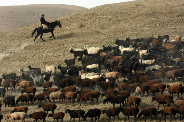 Doença que ataca cabras e ovelhas já atinge 76 países
