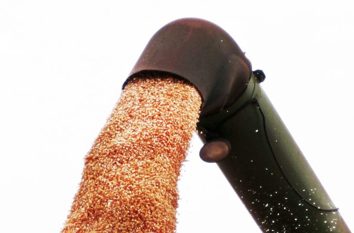 Safra de inverno de milho termina com recorde de produtividade Safra de inverno de milho termina com recorde de produtividade