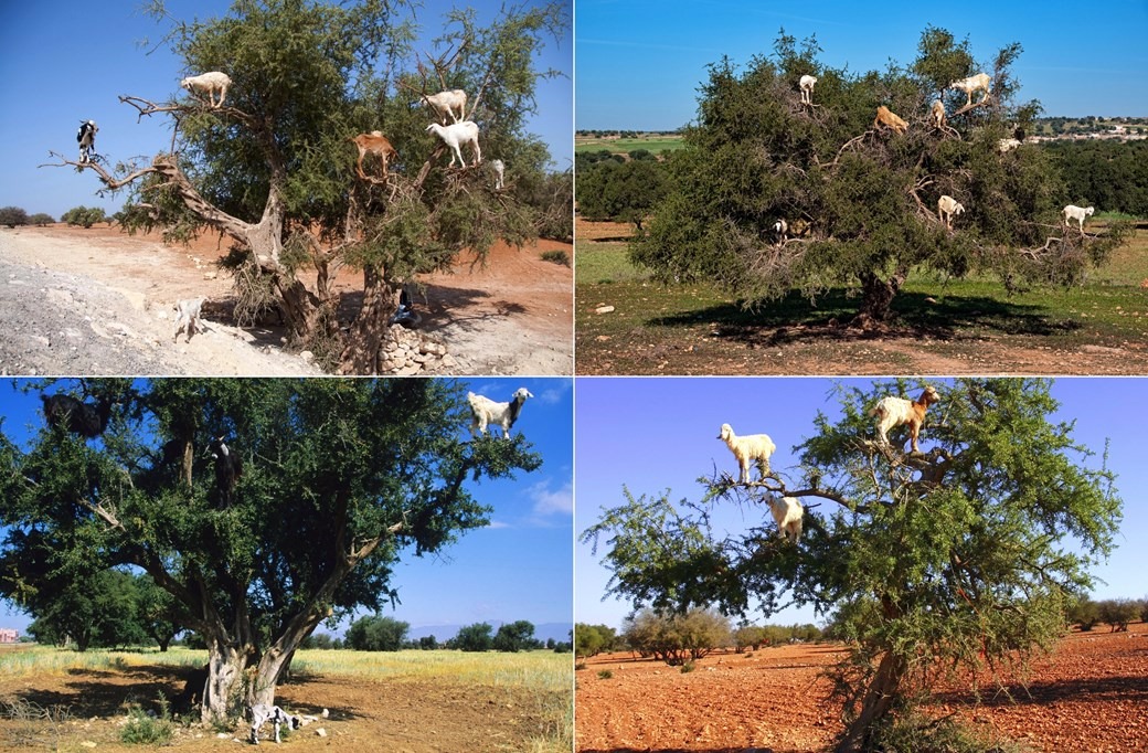 Conheça os bodes marroquinos escaladores de árvores Foto: Divulgação