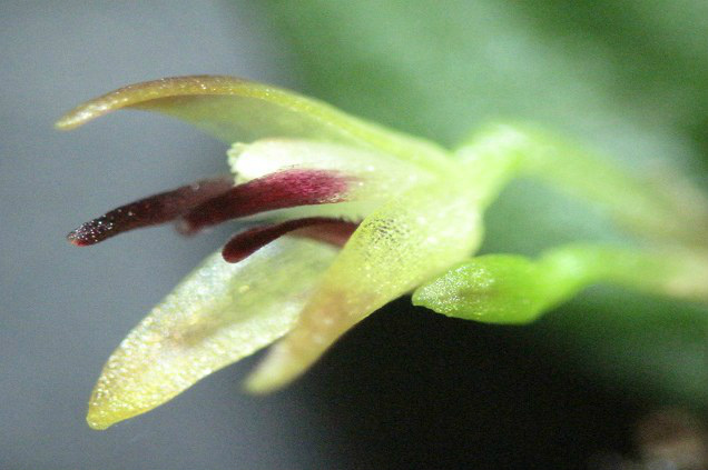 Novas espécies de orquídeas são identificadas na Amazônia