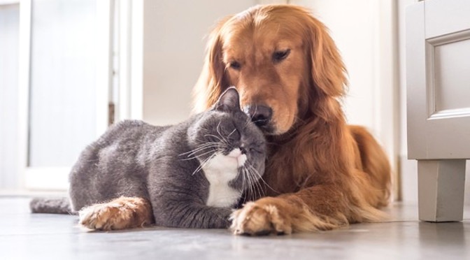 Doação de sangue animal e humano acontece nesta quinta-feira (28) na Capital Cães e gatos podem doar sangue hoje no estacionamento do Hemosul. Foto: CasaeJardim