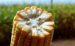 Em MS, excesso de produção causa problema para estocar o milho A colheita do milho safrinha está chegando ao fim no estado.