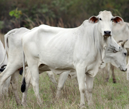 Governo de MS proíbe entrada de produtos do Paraguai que representem risco Governo de MS proíbe entrada de produtos do Paraguai que representem risco