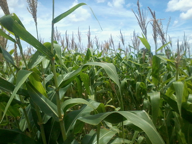 Área plantada de milho safrinha deve aumentar em MS, aponta Conab