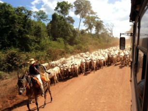 Vacinação contra aftosa na fronteira será antecipada e começa no dia 2