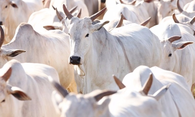 Brasil é reconhecido como país livre da pleuropneumonia contagiosa bovina Não há casos de contágio da doença em humanos, nem risco à saúde públicaFoto: Divulgação