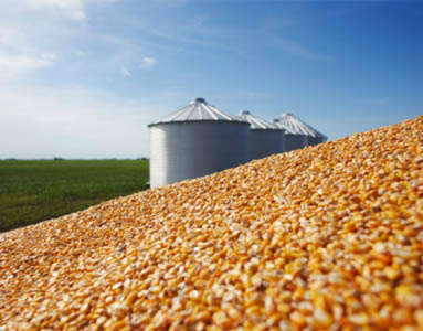 Em MS, excesso de produção causa problema para estocar o milho