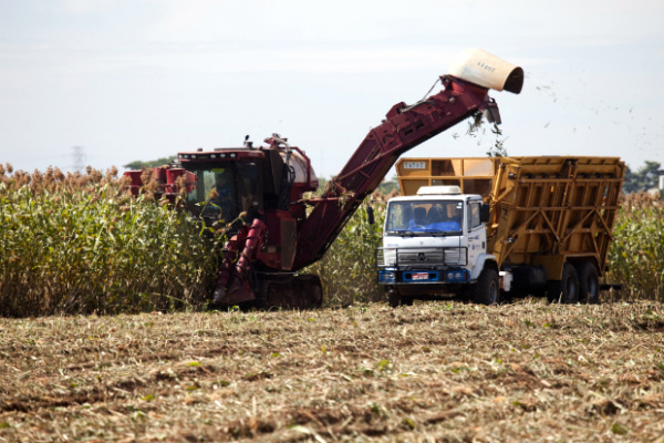 Empresas e instituições pesquisam em MS o uso do sorgo na produção de etanol Empresas e instituições pesquisam em MS o uso do sorgo na produção de etanol