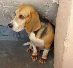 O MCTI contabiliza, no país, em torno de 400 instituições credenciadas ou em processo de credenciamento para fazer experimentos com animais (Divulgação/Adote um animal resgatado do Instituto Royal)