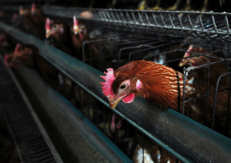 Gripe H7N9 mata 44 pessoas na China
