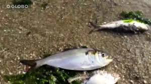 Especialistas estudam mortandade de peixes na Baía de Guanabara