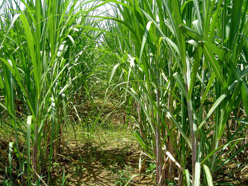 Safra de cana no MS chega a 41,4 mi t; crescimento é de 11,3% Mato Grosso do Sul moeu 41.496.041 toneladas de cana-de-açúcar na safra 2013/2014