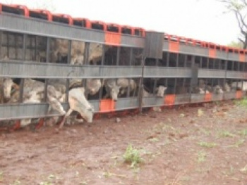 Caminhão tomba e mais de 50 bezerros morrem As rezes ficaram presas na carroceriaFoto: Pedro Peralta/CG News