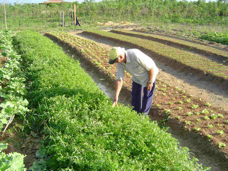 Técnica pode reduzir ou até eliminar a necessidade do uso de fertilizantes para produção de hortaliças folhosas