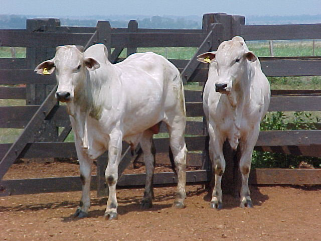 MS: Estado institui formato eletrônico da Guia de Trânsito Animal