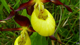 Orquídeas sapatinho-de-dama estão ameaçadas de extinção