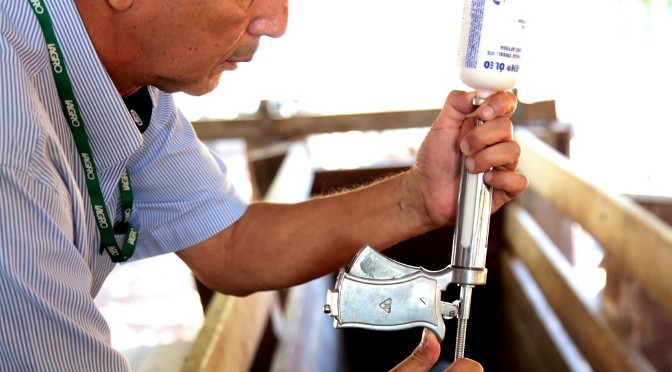 Iagro define calendário de vacinação contra febre aftosa em Mato Grosso do Sul Iagro define calendário de vacinação contra febre aftosa em Mato Grosso do Sul