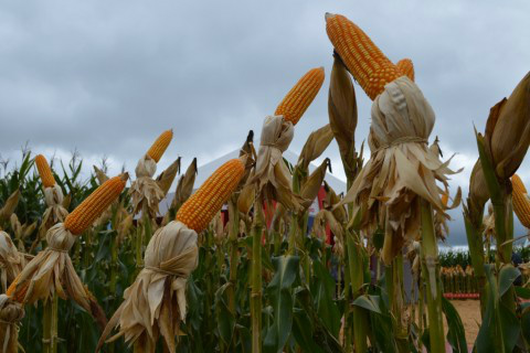 Produtores aguardam relatório americano com as projeções para safra 2014/2015 Foto: Aprosoja/MS