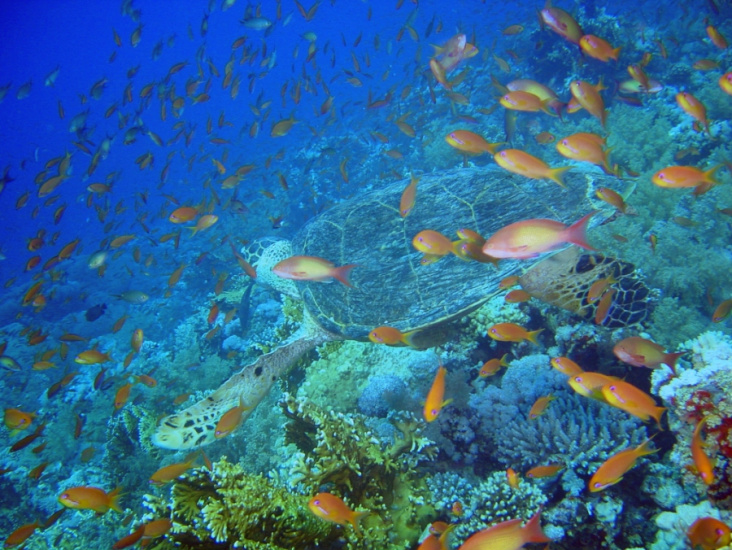 Chile anuncia criação de uma das maiores reservas marinhas do mundo Chile anuncia criação de uma das maiores reservas marinhas do mundo
