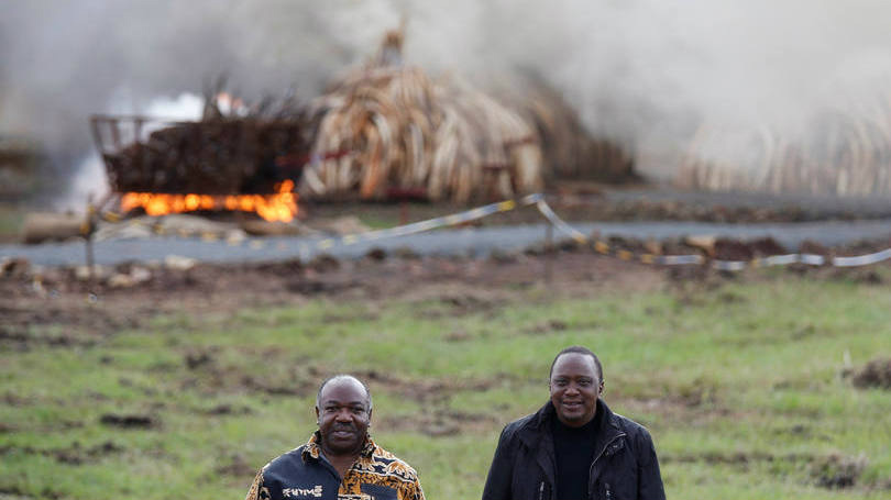 Presidentes do Quênia e do Gabão incineram 105 toneladas de marfim