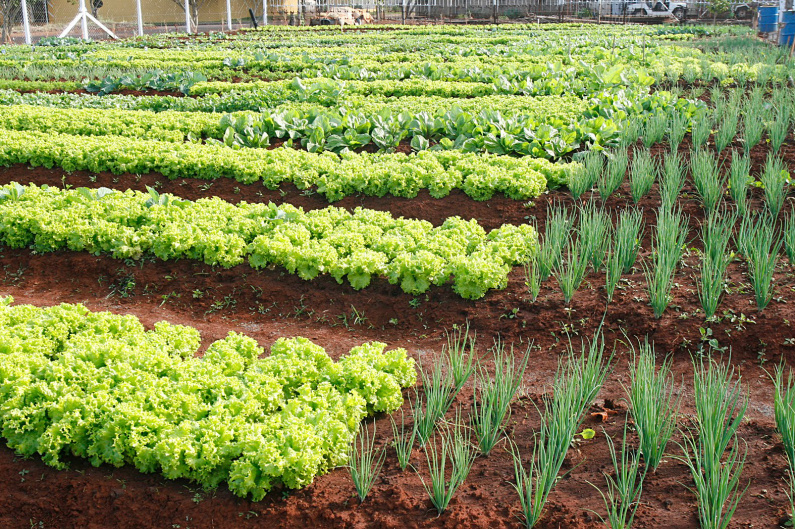 Verduras, frutas, hortaliças, cucas, pães e diversos produtos são adquiridos através da Agricultura Familiar para a merenda escolar /Foto: Decom