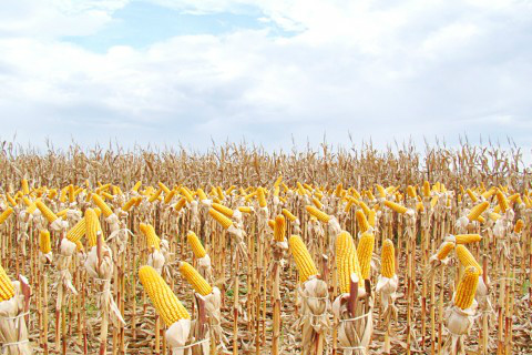 Foto: Assessoria de Imprensa Sistema Famasul