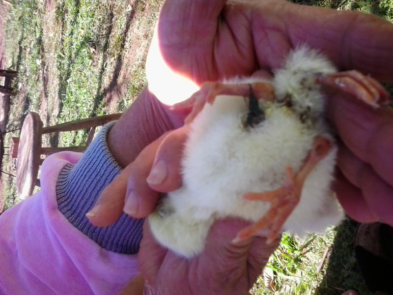 Franguinho chama atenção em chácara de Amambai por possuir quatro patas