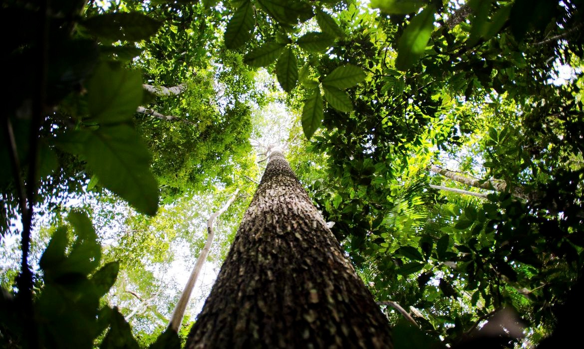 Florestas plantadas no Brasil alcançam 10 milhões de hectares em 2019 © Marcelo Camargo/Agência Brasil