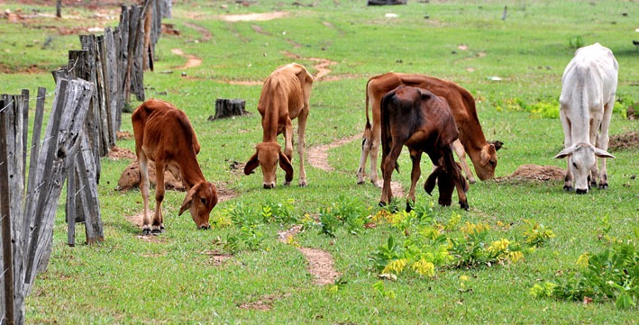 Estiagem põe pecuária em alerta e preço da carne aumenta Com pouco pasto, gado fica magro - Foto: Valdenir Rezende / Correio do Estado