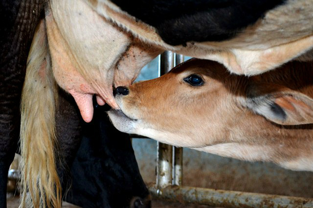 Manejo alimentar eficiente eleva potencial lacto produtivo de bezerras O manejo alimentar eficiente está diretamente ligado ao potencial produtivo do bovino leiteiro / Foto: Divulgação