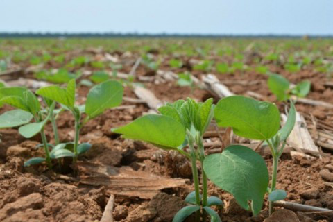 Produtores aceleram ritmo e plantio da soja chega a 75% em Mato Grosso do Sul Foto: Divulgação