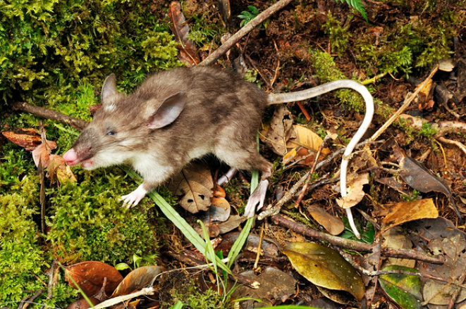 Cientistas descobrem na Indonésia nova espécie de mamífero Hyorhinomys stuempkei.