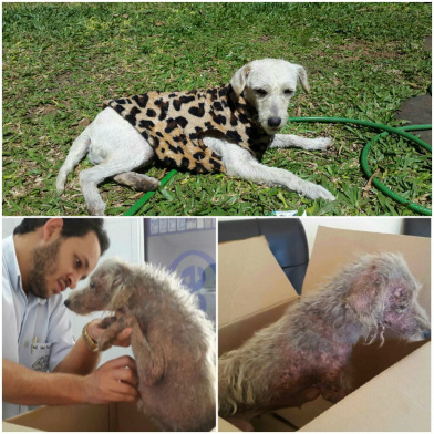 Antes e depois da cadela Belinha passar por cuidados veterinários / Foto: Arquivo Pessoal